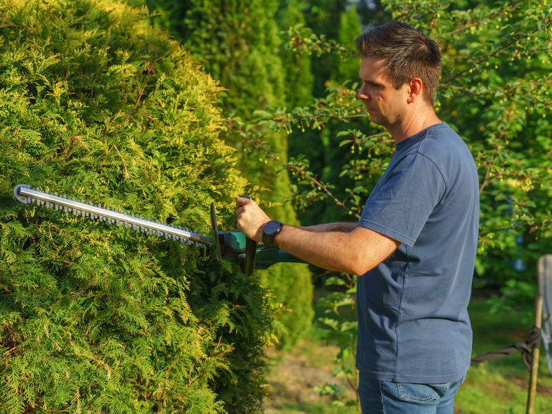Hedge Trimming and Shaping
