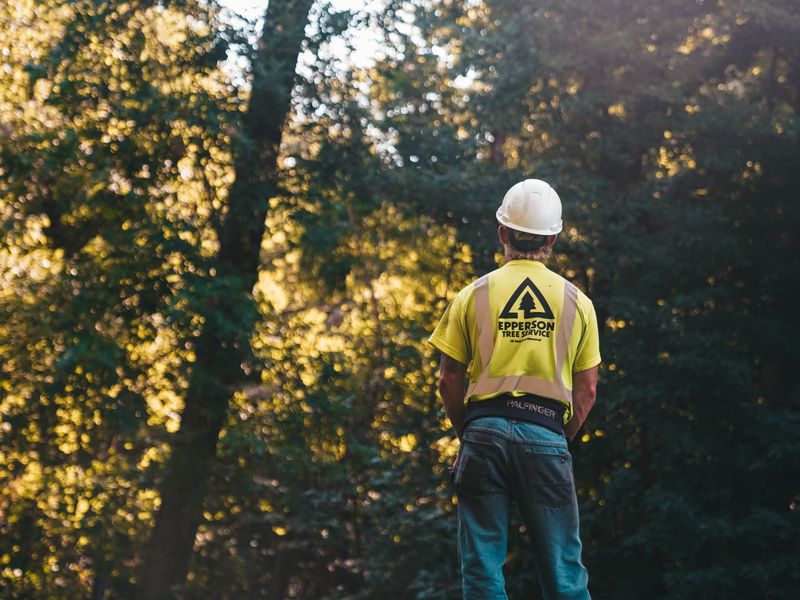Tree Trimming